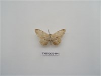 藏品(尺蛾155)的圖片